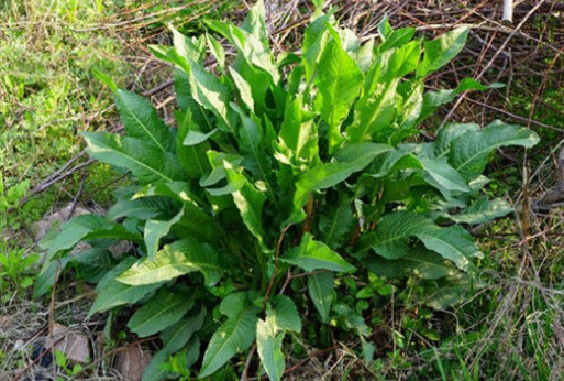 水沟边的"牛舌头",过去用来喂猪,其实是上好野菜,根部能入药