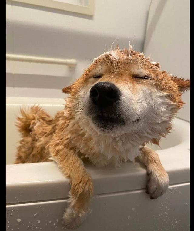 一只非常享受洗澡的柴犬,裹上浴巾后的模样,香芋味儿的蛋卷吗?