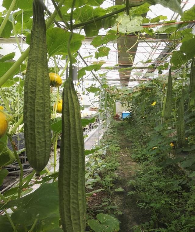 中饭吃了吗?浙江本地丝瓜上市!余杭香蕉瓜,建德糯米瓜