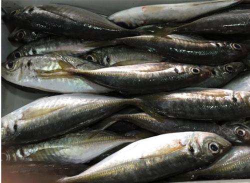 很少有人知道这种鱼的名字,10块钱能买3条,便宜美味,而且刺少|巴浪鱼