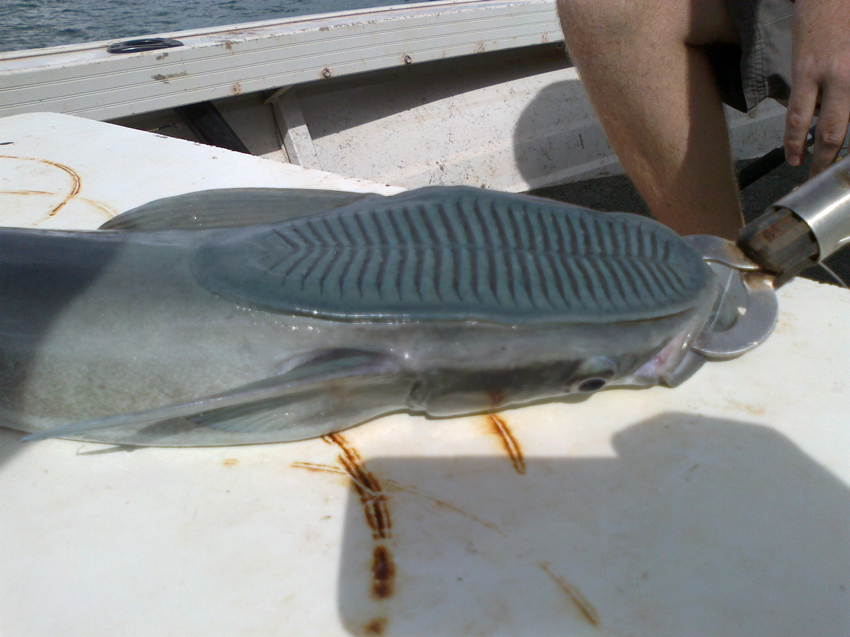 男子出海捕鱼获奇特怪鱼上钓,头部奇怪造型让人惊奇!