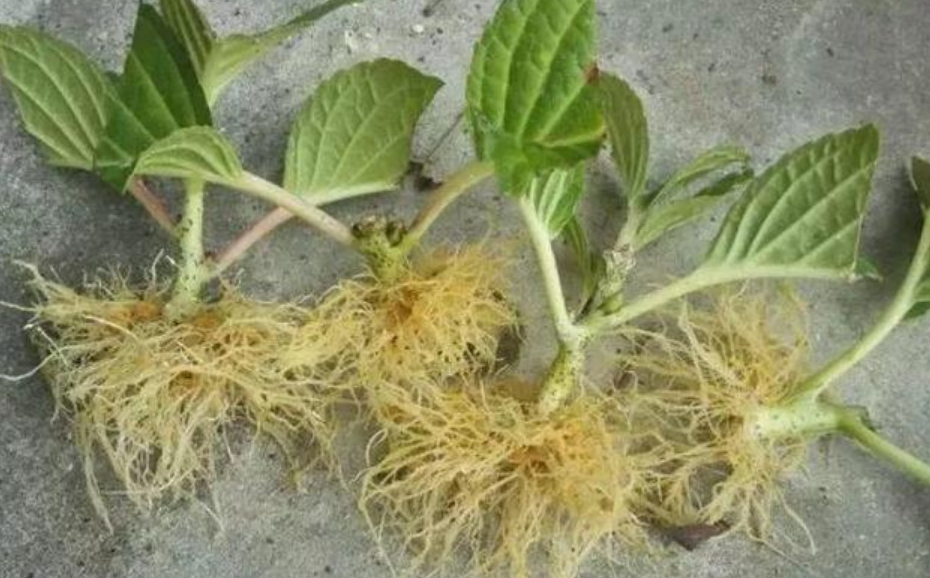 家家都有的"生根水",不花1分钱,扦插花卉7天生白根,特好用!