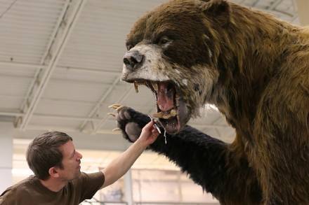 在200万年前巨型短面熊的伤害力才是熊族伤害力的巅峰巨型短面熊体型