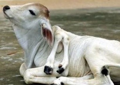 核污染有多严重?日本辐射区域,变异生物随处可见