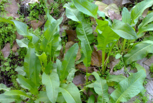 水沟边的"牛舌头",过去用来喂猪,其实是上好野菜,根部能入药