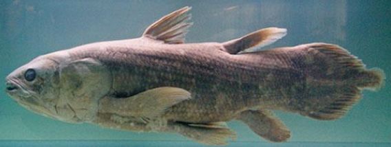 海洋生命起源说人类始祖腔棘鱼某些远古的生物还存活于世