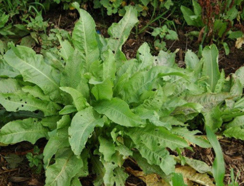 水沟边的"牛舌头",过去用来喂猪,其实是上好野菜,根部能入药