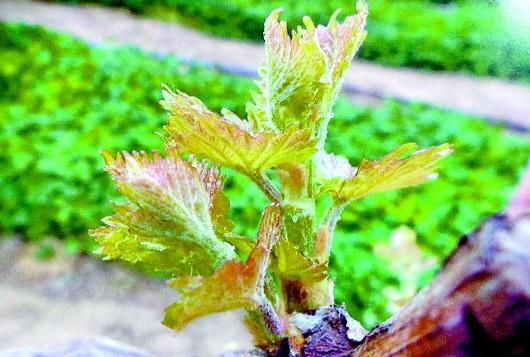 葡萄春季什么时候抹芽葡萄抹芽方法注意事项有哪些