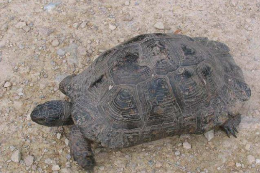 老汉整修鱼塘,发现一只百年老龟,随后发生的无法解释