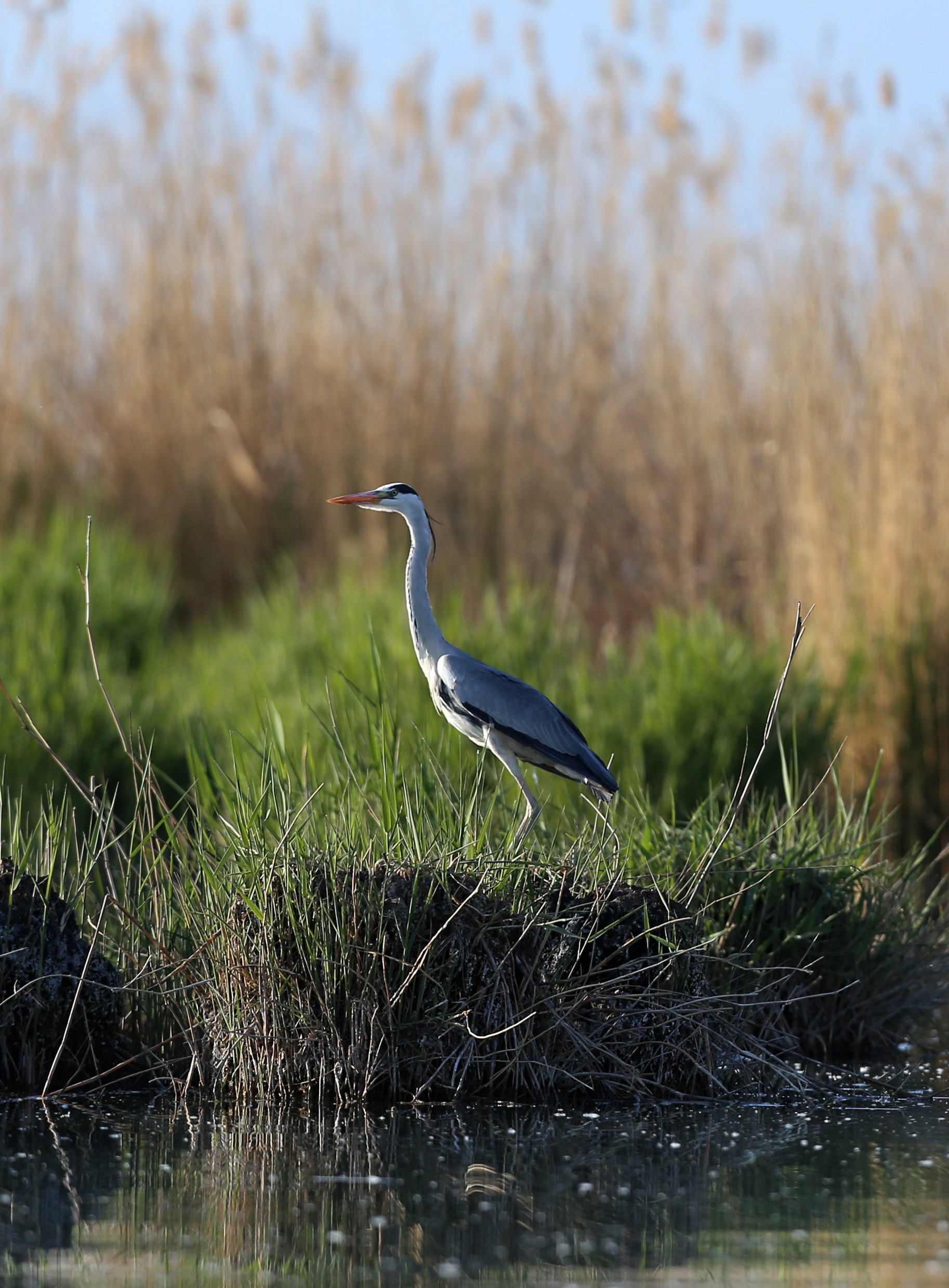 4月24日,苍鹭在沙湖景区内栖息.