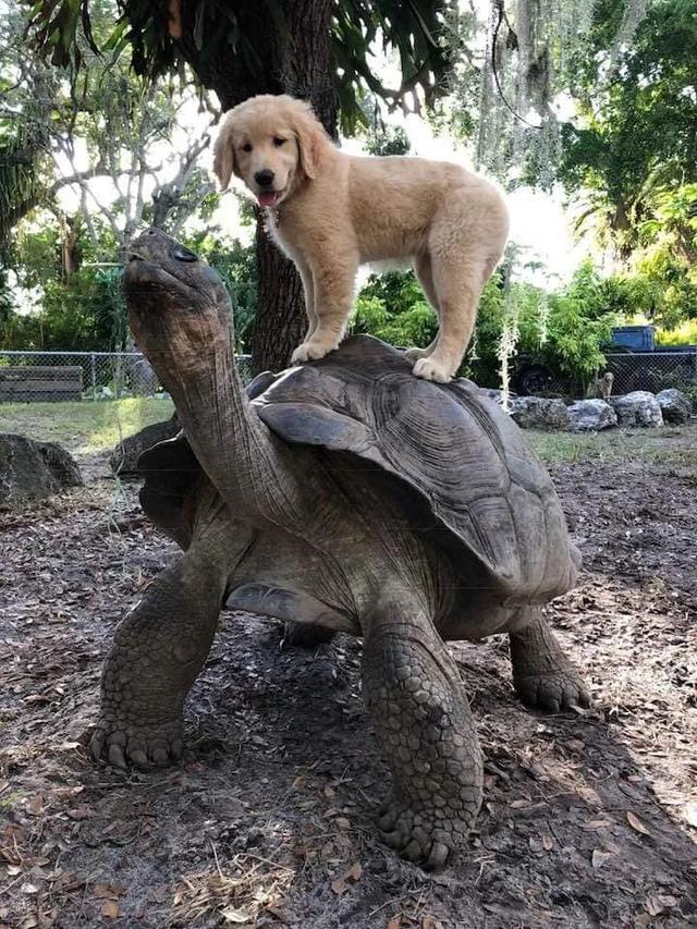 恶搞搞笑温馨梦幻都是龟图