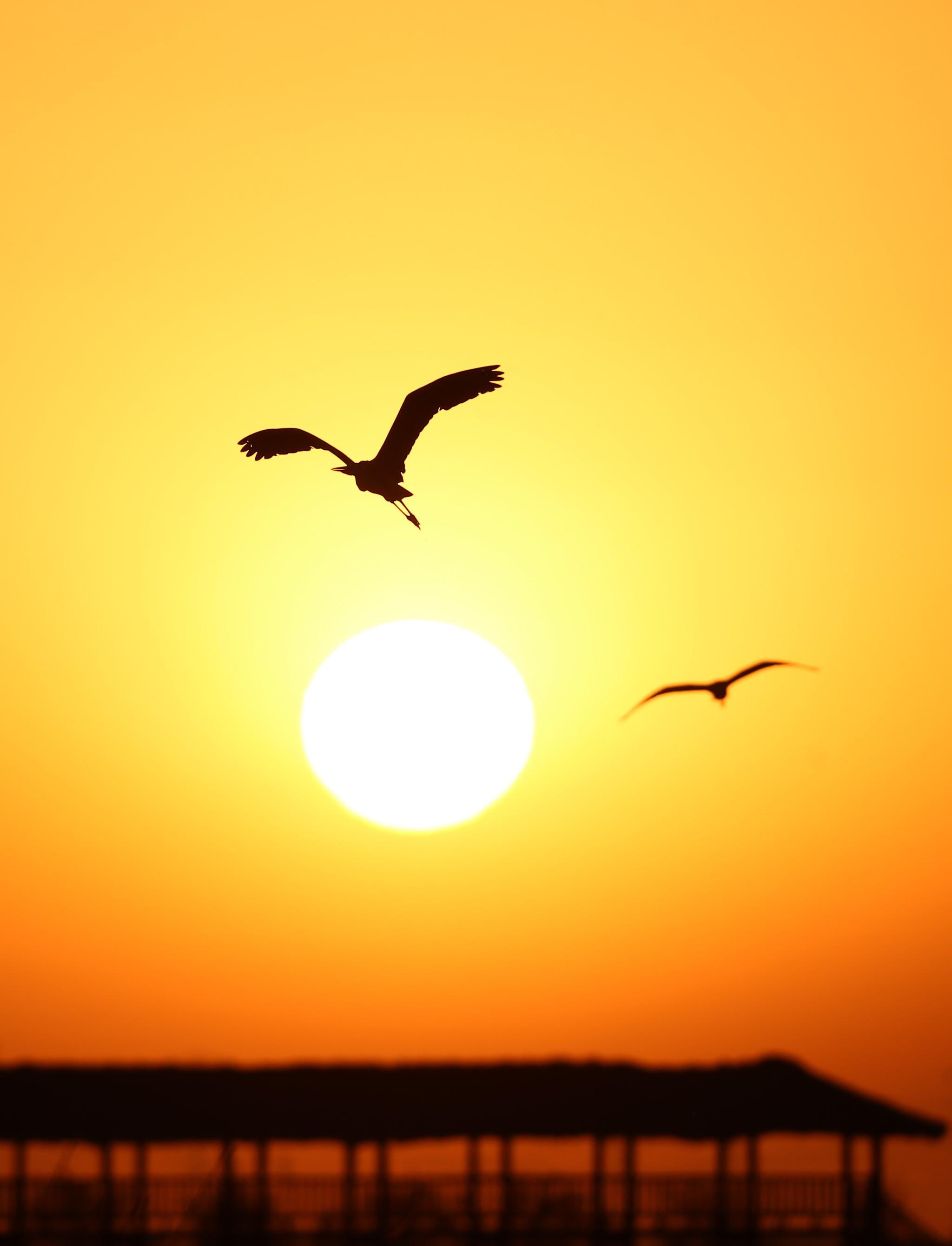 宁夏石嘴山:依沙傍水 候鸟蹁跹