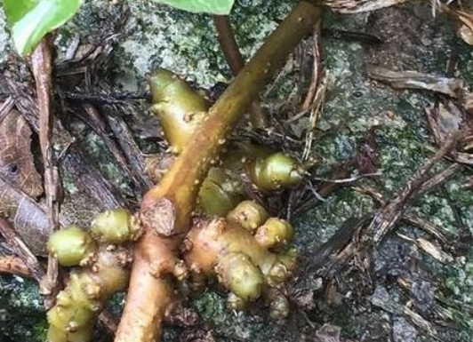 长在树上的生姜用来炖鸡味道一绝滋补药膳城里一斤20元