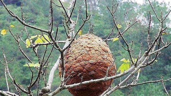 "熊孩子"兄妹,捅马蜂窝被蛰成"猪头"