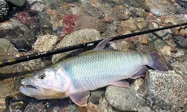 春季钓马口鱼的技巧