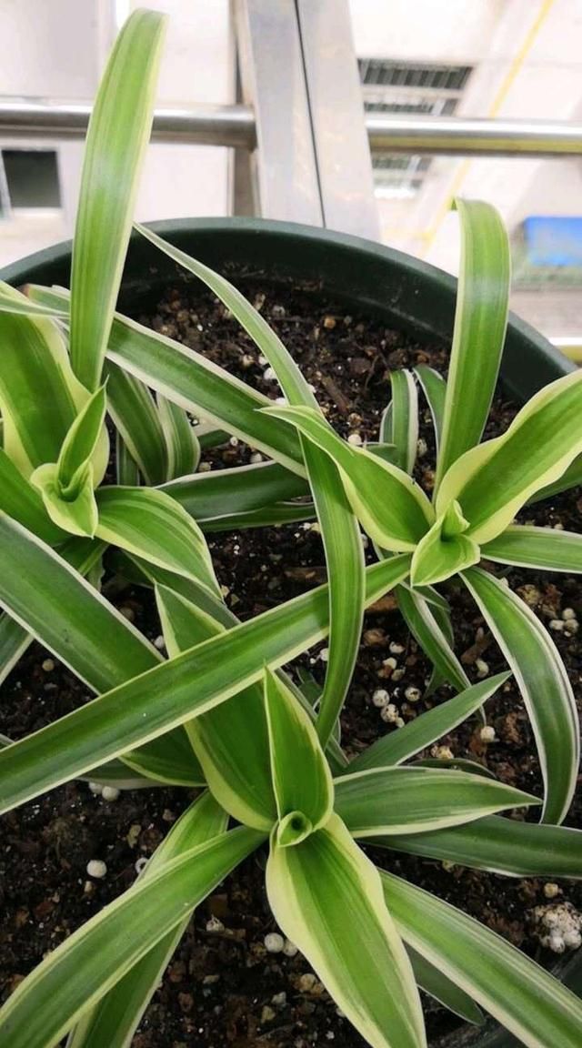 吊兰放在1个位置养叶油绿好看疯长匍匐茎小吊兰