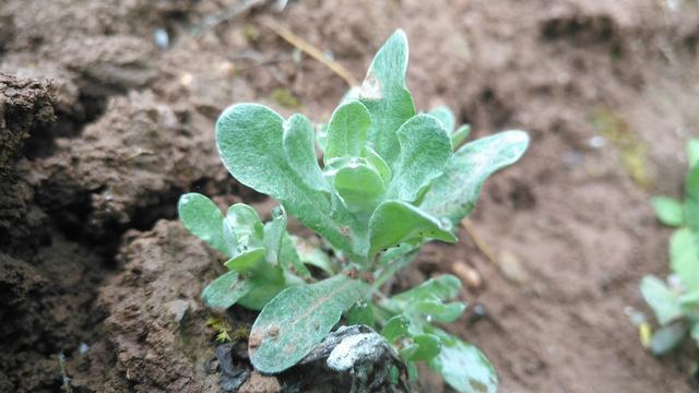 农村随处可见的一种野菜,在城里成了香饽饽,10块钱一斤争着买