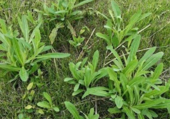 野菜中的佼佼者,含钙量高,农村称为"凤尾草",城里一斤10元