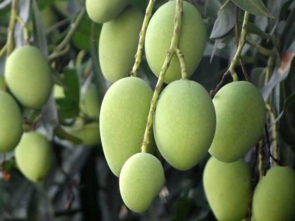 扁桃果的生长特性作为常绿高大类型的植物,扁桃果的枝叶比较茂盛,跟