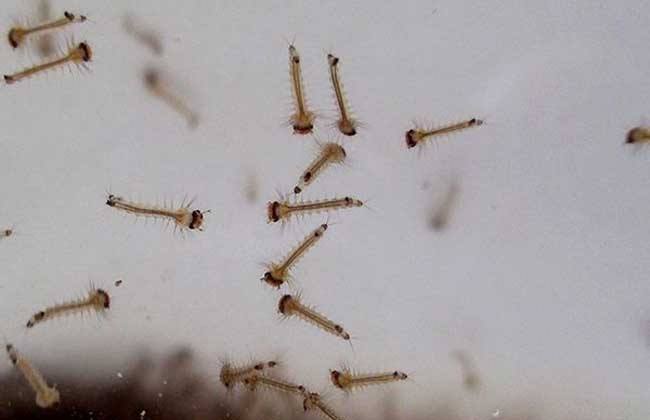 华丽巨蚊的幼虫和蚊子的幼虫孑孓一样,都是生活在水中的.