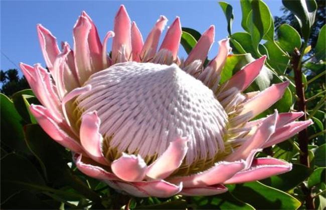 喜马拉雅发现"帝王花"这是真的吗?植物专家说:根本没那回事