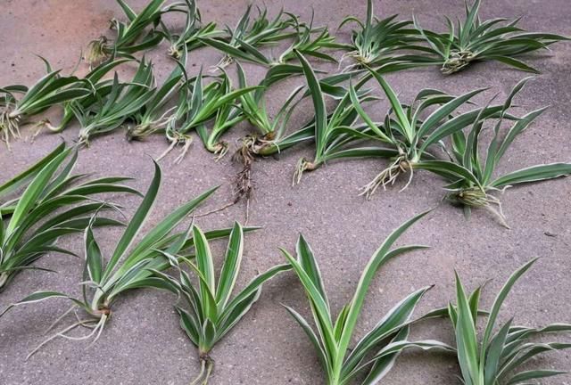 吊兰放在1个位置养叶油绿好看疯长匍匐茎小吊兰