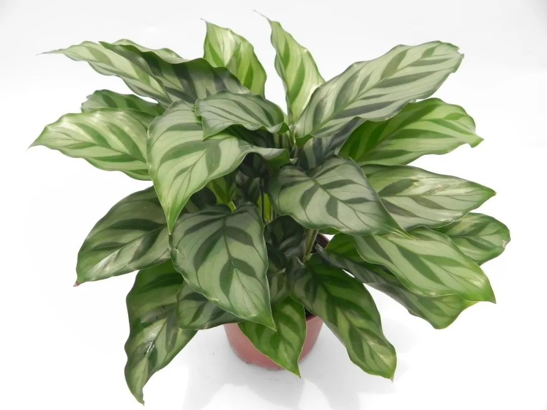 除了猫眼竹芋豹纹竹芋这12种观赏竹芋可养家里还能开花