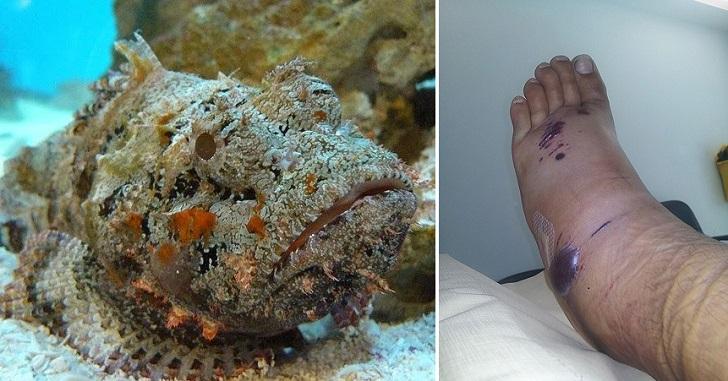 世界上最毒的鱼,经常伪装成石头,不小心捡到可能会丧命!
