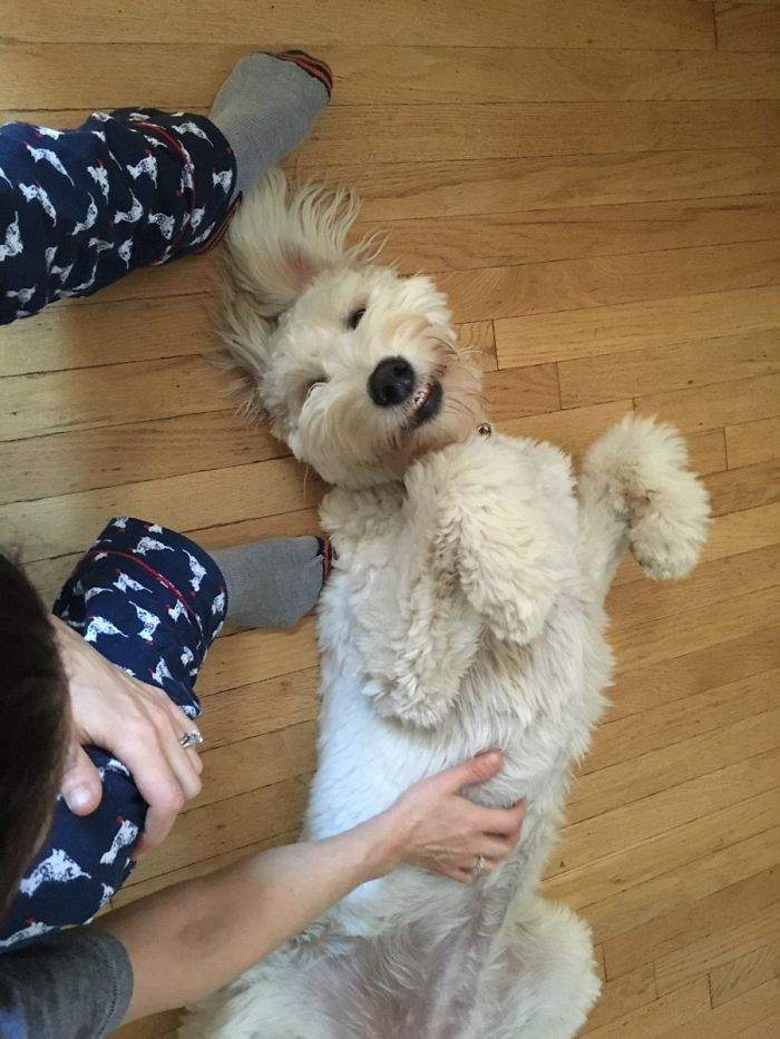 最萌混血「黄金贵宾犬」体型好巨大主人笑:它柔软得像一只大泰迪