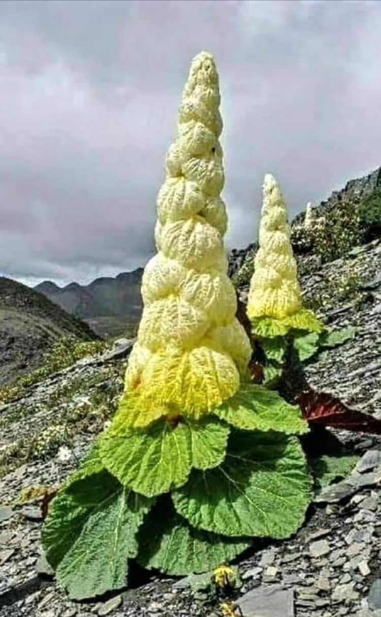 首先,小编可以肯定它不是巨柱仙人掌花,因为巨柱仙人掌花生长在热带