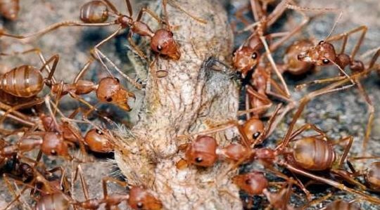 "毒蛇"和"行军蚁"狭路相逢,勇者胜!