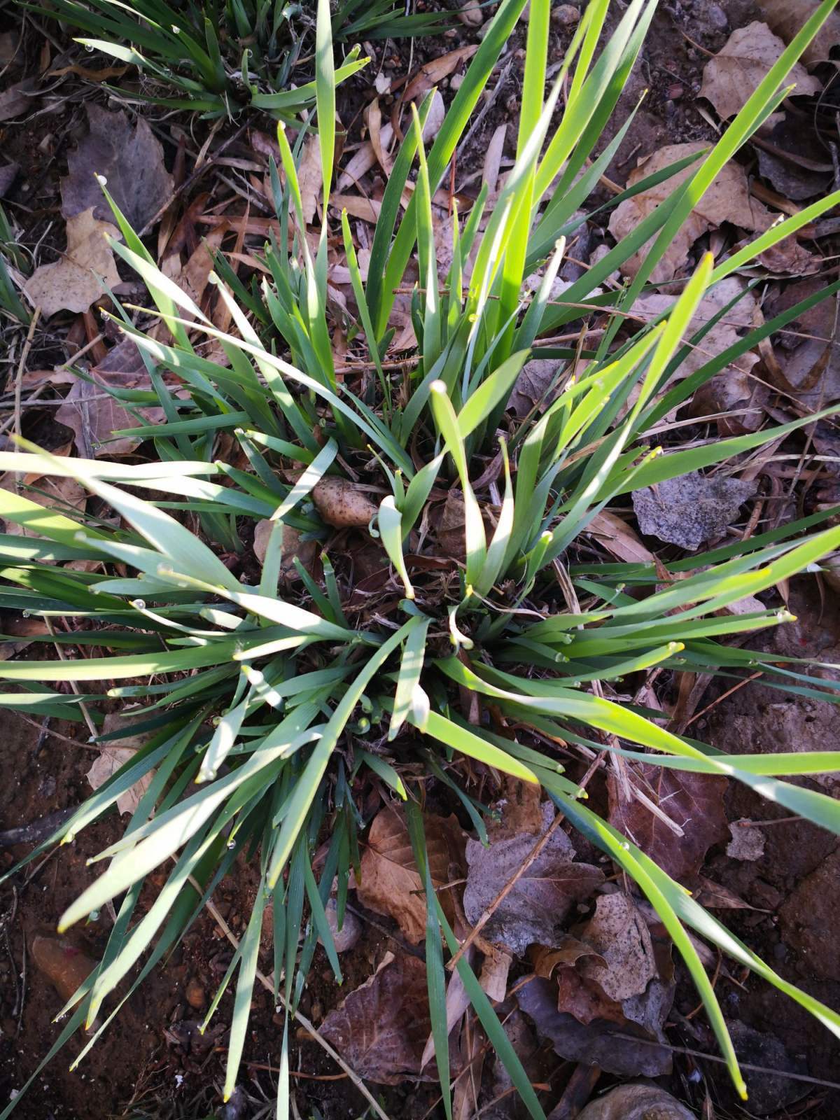 人在山中发现了非常珍贵的兰草,虽然花花坚决反对挖掘珍贵野生植物,这