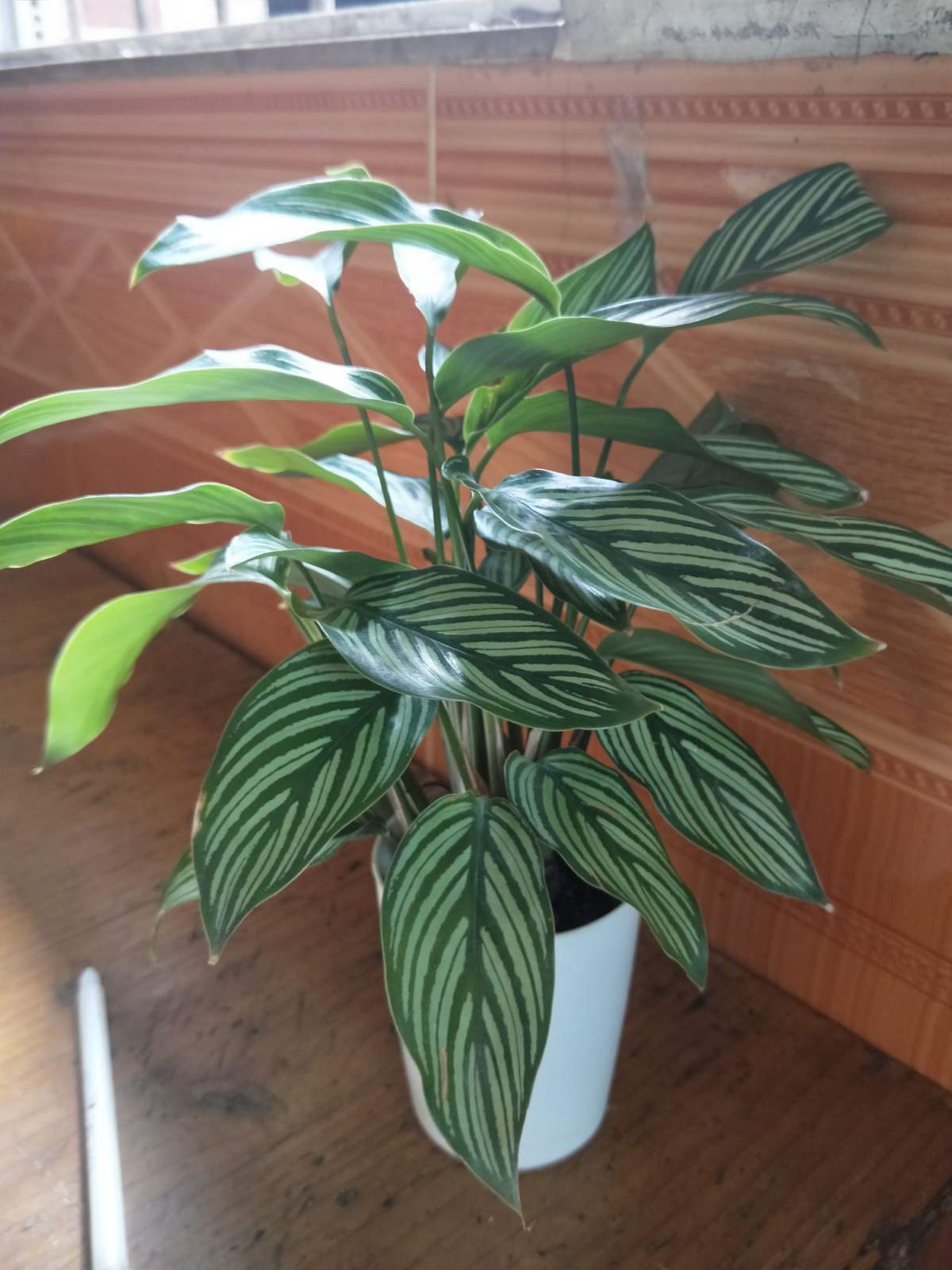 原来竹芋也能开花,一朵花开好几个月,整个花期持续一整年!