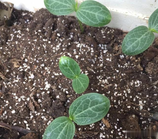 只是你懒得动手而已,丝瓜的扎根能力很强,只要把幼苗培育出来,后期