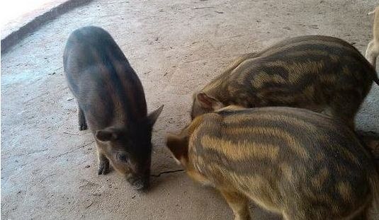 老大爷辛苦饲养的猪突然不见了,数日后见到一幕令他乐坏了!