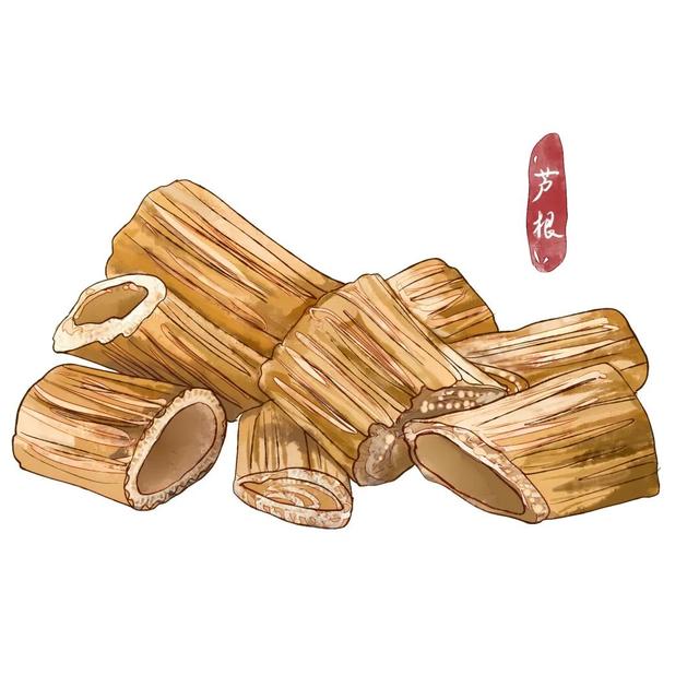 清热泻火,生津止渴——芦根