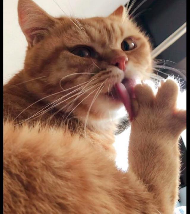 猫咪把自己的爪子张开舔看它舔毛的模样怎么看起来不正经呢