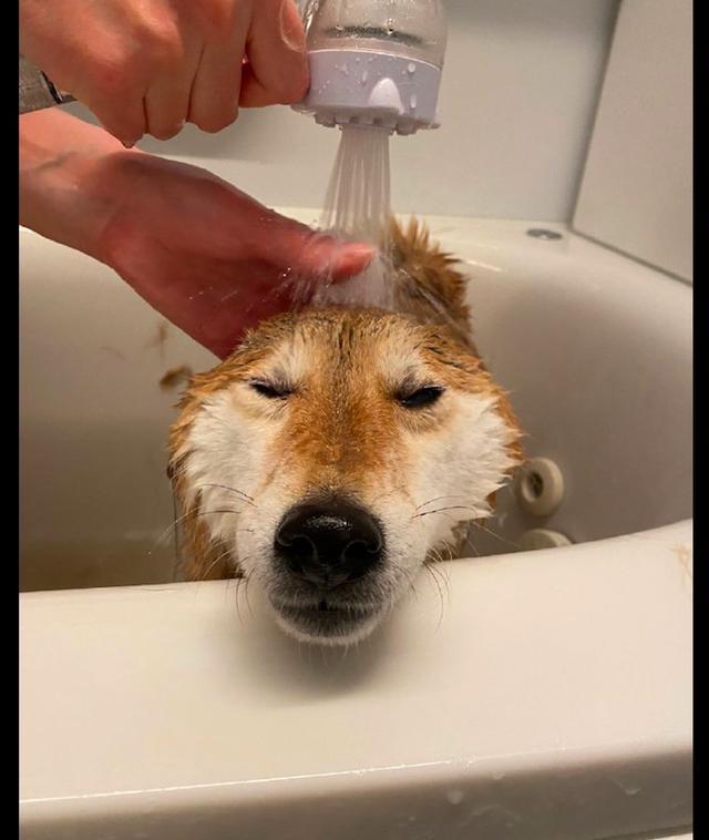 一只非常享受洗澡的柴犬,裹上浴巾后的模样,香芋味儿的蛋卷吗?