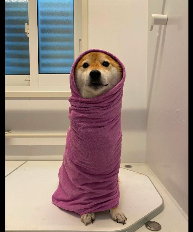 一只非常享受洗澡的柴犬,裹上浴巾后的模样,香芋味儿的蛋卷吗?