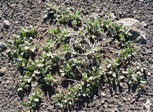 比如说松柏是世界上最坚贞的树,他的身上有很多坚韧的品质值得我们