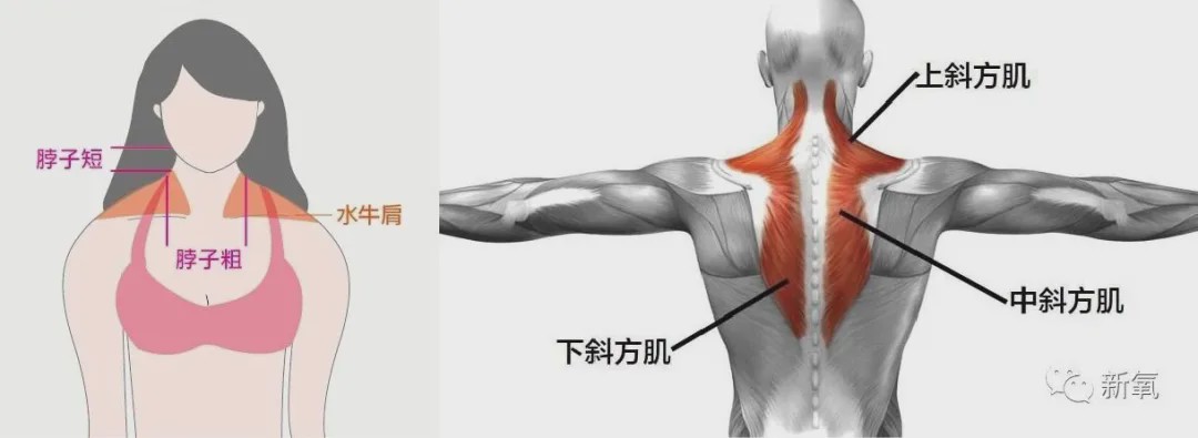 被周冬雨抢走的风头,杨幂又亲手夺回来了|斜方肌|肩颈|杨幂_新浪新闻