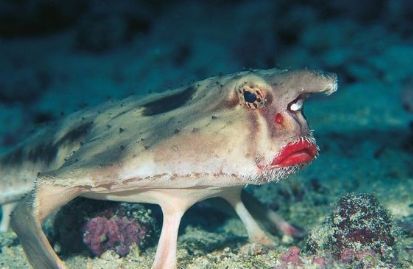 和美少女一样有红嘴唇还有四条腿的鱼还能在海底行走