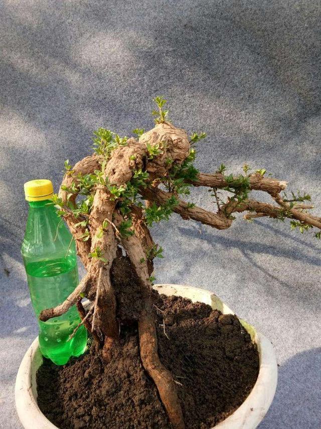 种花不易养盆景枸杞盆景构造漂亮造型美寓意好果子作用多