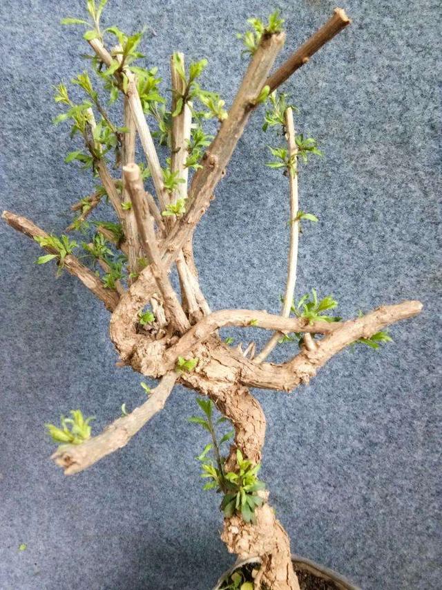 种花不易养盆景枸杞盆景构造漂亮造型美寓意好果子作用多