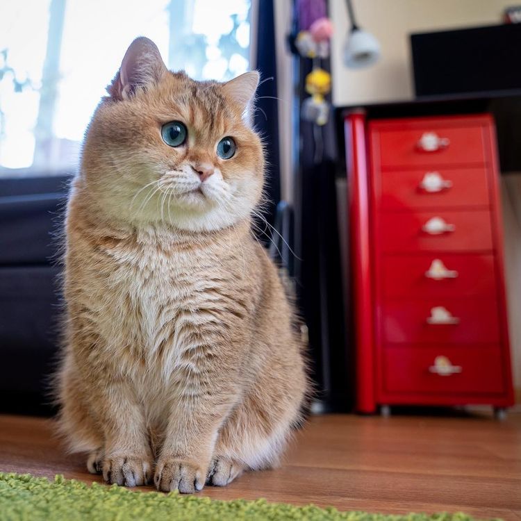 俄罗斯胖萌猫「可爱到变网红」 肉肉身材让网友笑:以为是柴犬呢