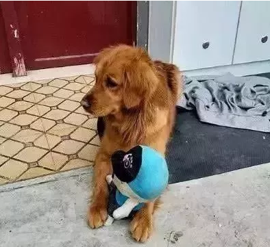 金毛被辗转换了三个主人, 总是担心自己被送走, 乖巧到让人心疼