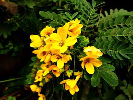 盆栽植物黄槐决明怎么养护