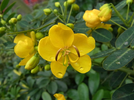 盆栽植物黄槐决明怎么养护