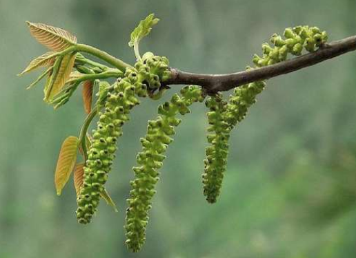 我们都知道香椿是现在有名的野菜,它的口感也很好,营养价值高,和核桃