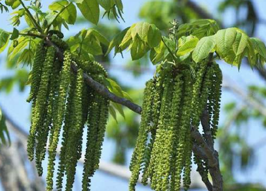 树上的毛毛虫是山区的家常菜拌香椿味道一绝一斤68元